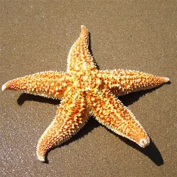 2 шт. Натуральная сушеная морская звезда, пляжное украшение для свадебной вечеринки, украшение для дома своими руками