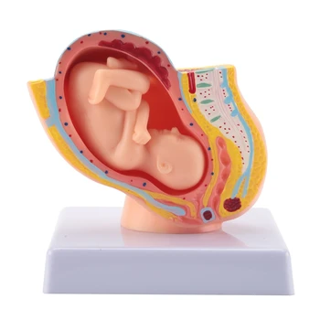 Беременность человека Развитие плода На 9 месяце Модель эмбрионального таза Модель Анатомии плаценты при беременности плода